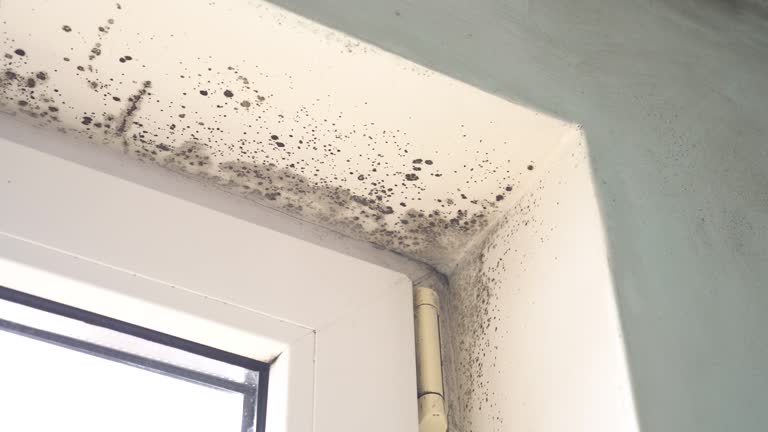 Best Environmental Consulting for Mold Prevention  in San Andreas, CA